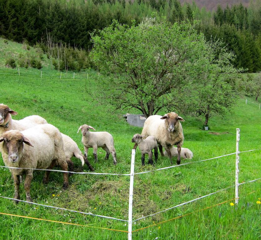 Romantische Ferienhuette Nationalpark Kalkalpen, Sonnig, 2 Schlafzimmer, Wlan Kleinreifling エクステリア 写真